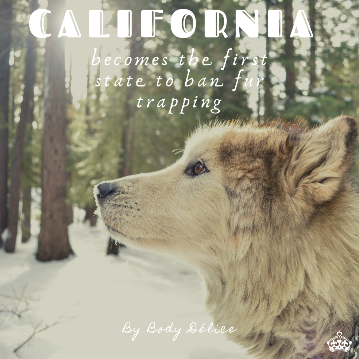 fur trapping banned in California